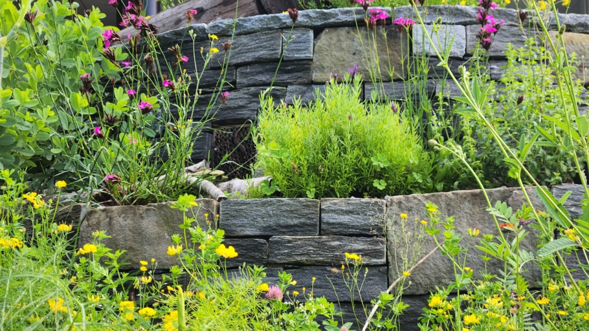6 Gartentrends 2025 in der Schweiz – so wird dein Garten naturnah und klimafit