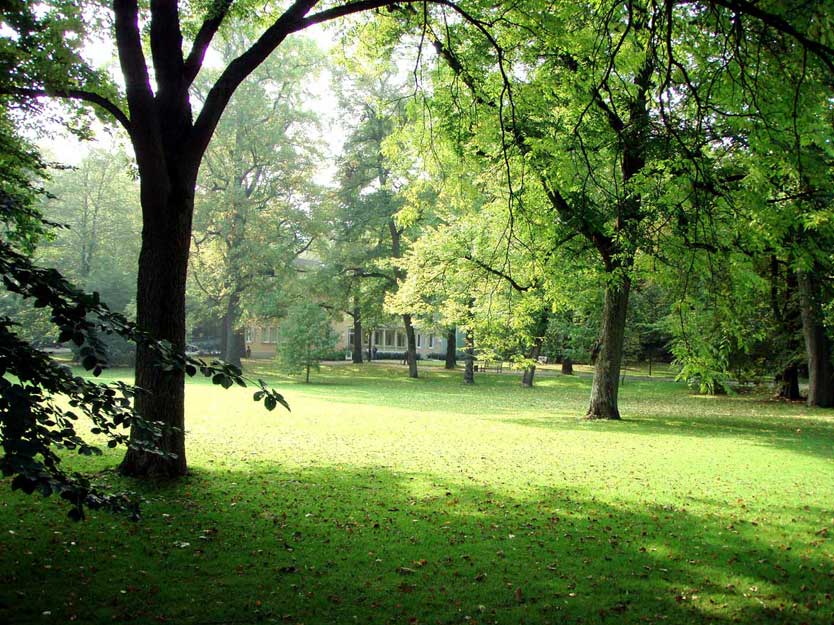 Gartenpflege-Besl-Bischoff-zuerich-Bäume