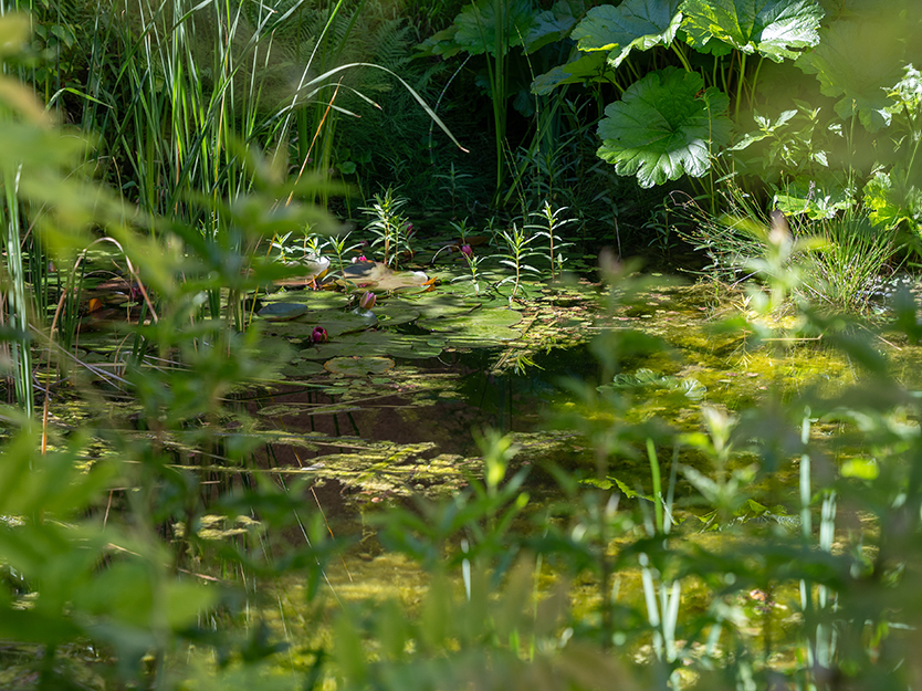 Gartengestaltung-Besl-Bischoff-zuerich-Wassergarten