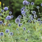 Kugeldistel