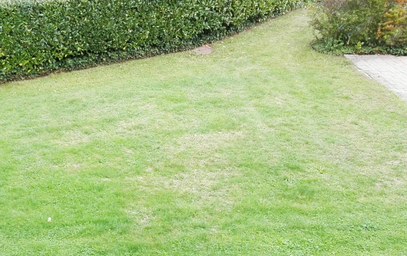 Verbrannten Rasen jetzt sanieren