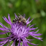Wiesen-Flockenblume