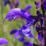 Wiesensalbei
