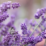 Lavendel