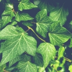 Efeu (Hedera helix) mit grünen Blättern – immergrüne Pflanze für nachhaltige Herbstdeko und Gartengestaltung in der Schweiz.