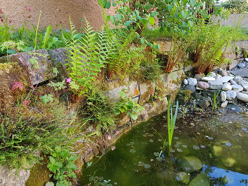 gartenbau-besl-bischoff-gartenpflege-zuerich