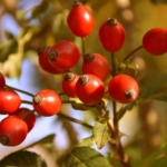 Hagebuttenzweige mit roten Früchten – natürliche Herbstdeko und wichtige Nahrungsquelle für Vögel in der Schweiz
