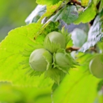 Gemeine Hasel (Corylus avellana) mit unreifen Nüssen – einheimischer Strauch mit hohem ökologischen Wert für Garten und Wildtiere