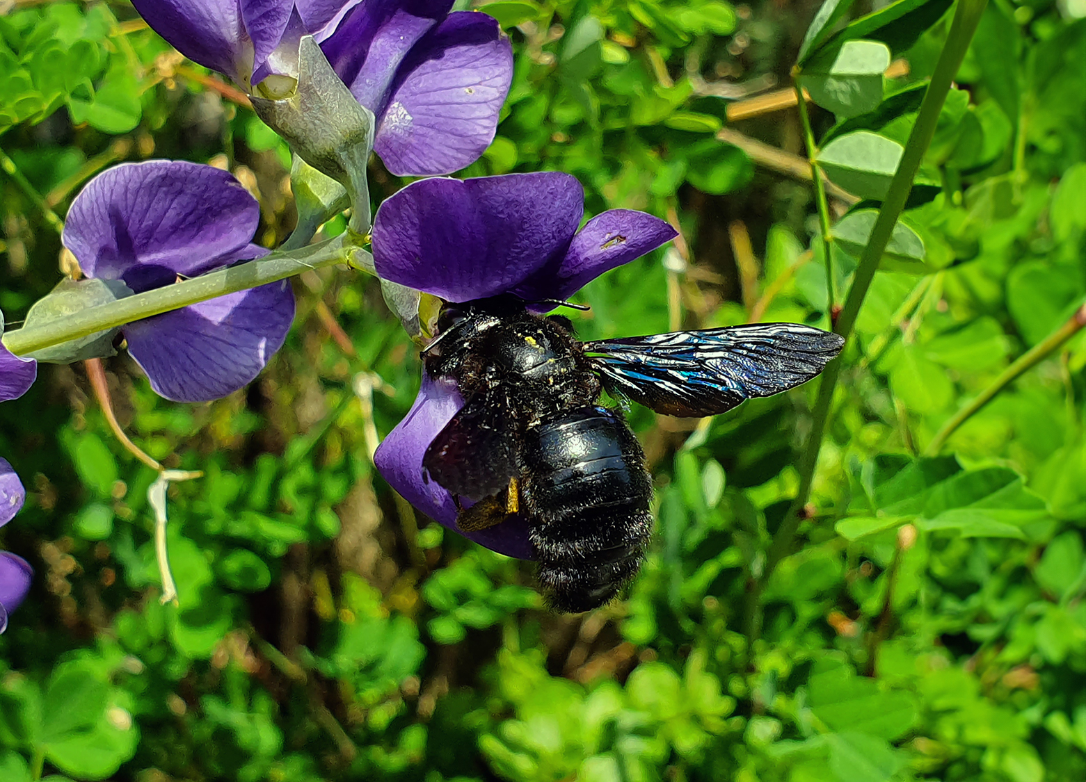Gartenbau-Besl-Bischoff-zuerich-Angebot