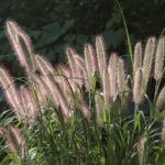 Lampenputzergras (Ziergras) im Sonnenlicht – herbstliche Pflanze für nachhaltige Gartendeko und Eingangsbereiche in der Schweiz.
