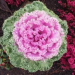zierkohl-herbstdeko-schweiz.jpg